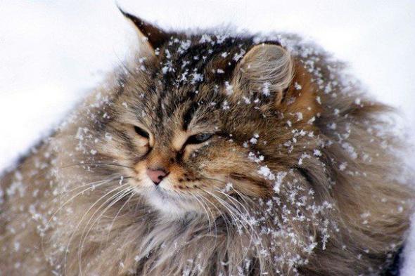 Котэ