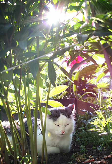 Кошачий рай.