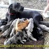 Пример наглости Пример наглости