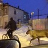Оленевод
