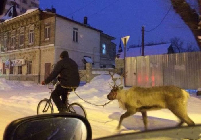Оленевод