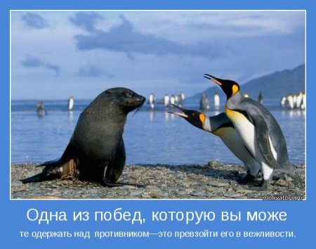 Вежливость