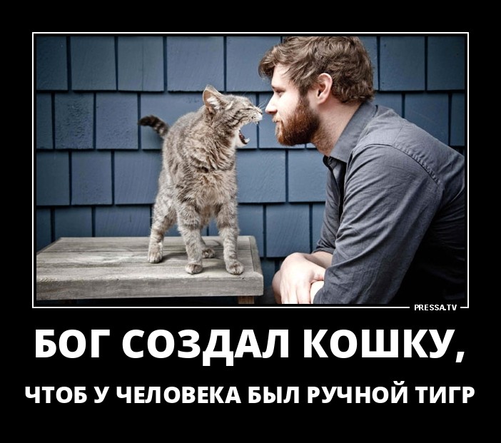 Ручной тигр
