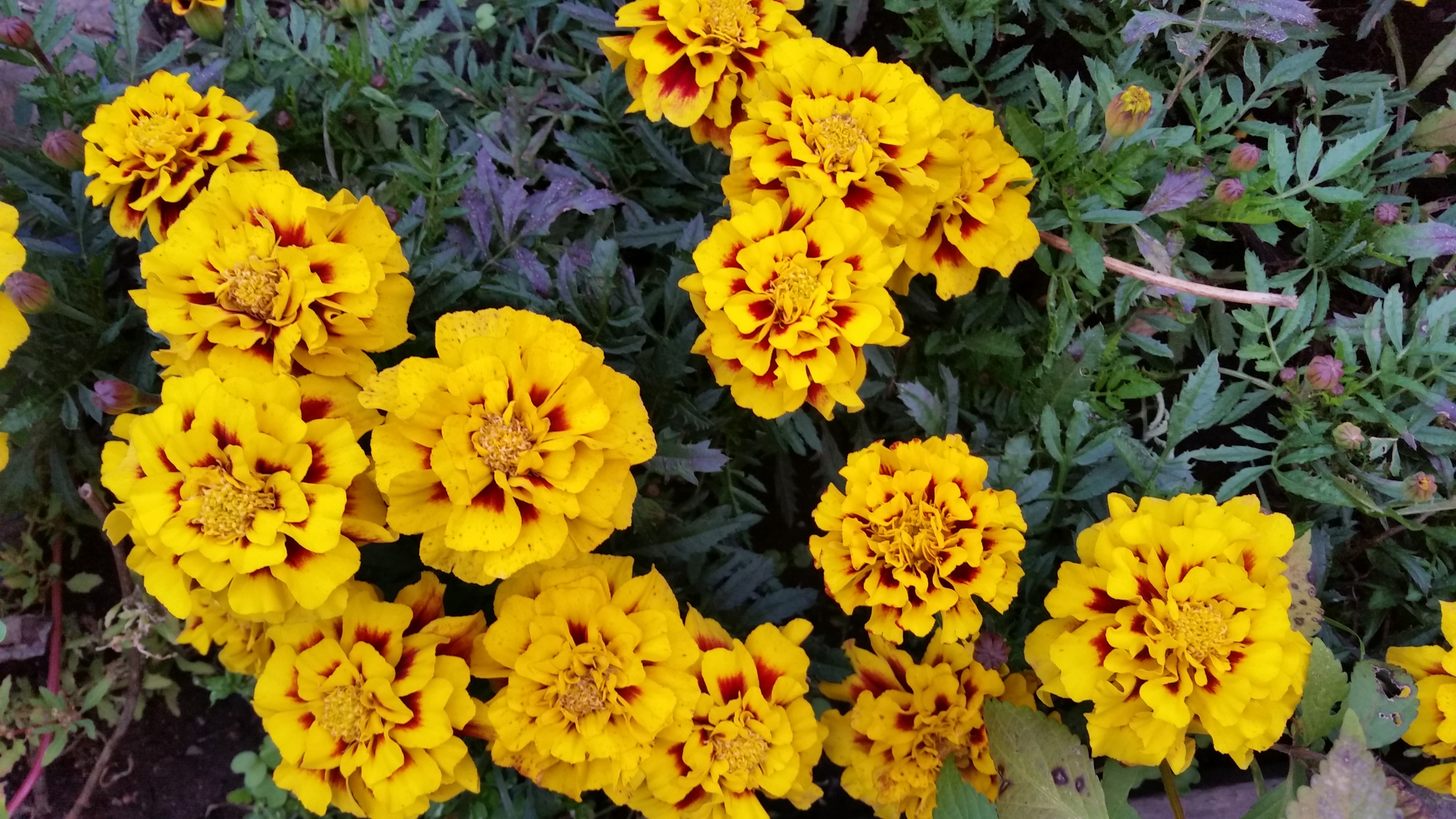 цвиточки)))))))