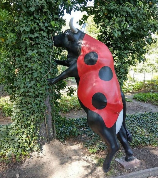 божья коровка