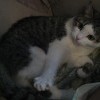 Срочно нужна помощь этой кошке Срочно нужна помощь этой кошке