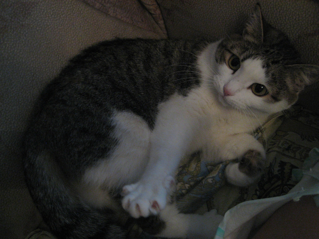 Срочно нужна помощь этой кошке Срочно нужна помощь этой кошке