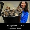 Продаю котят Продаю котят