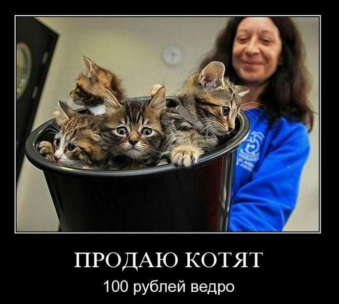 Продаю котят