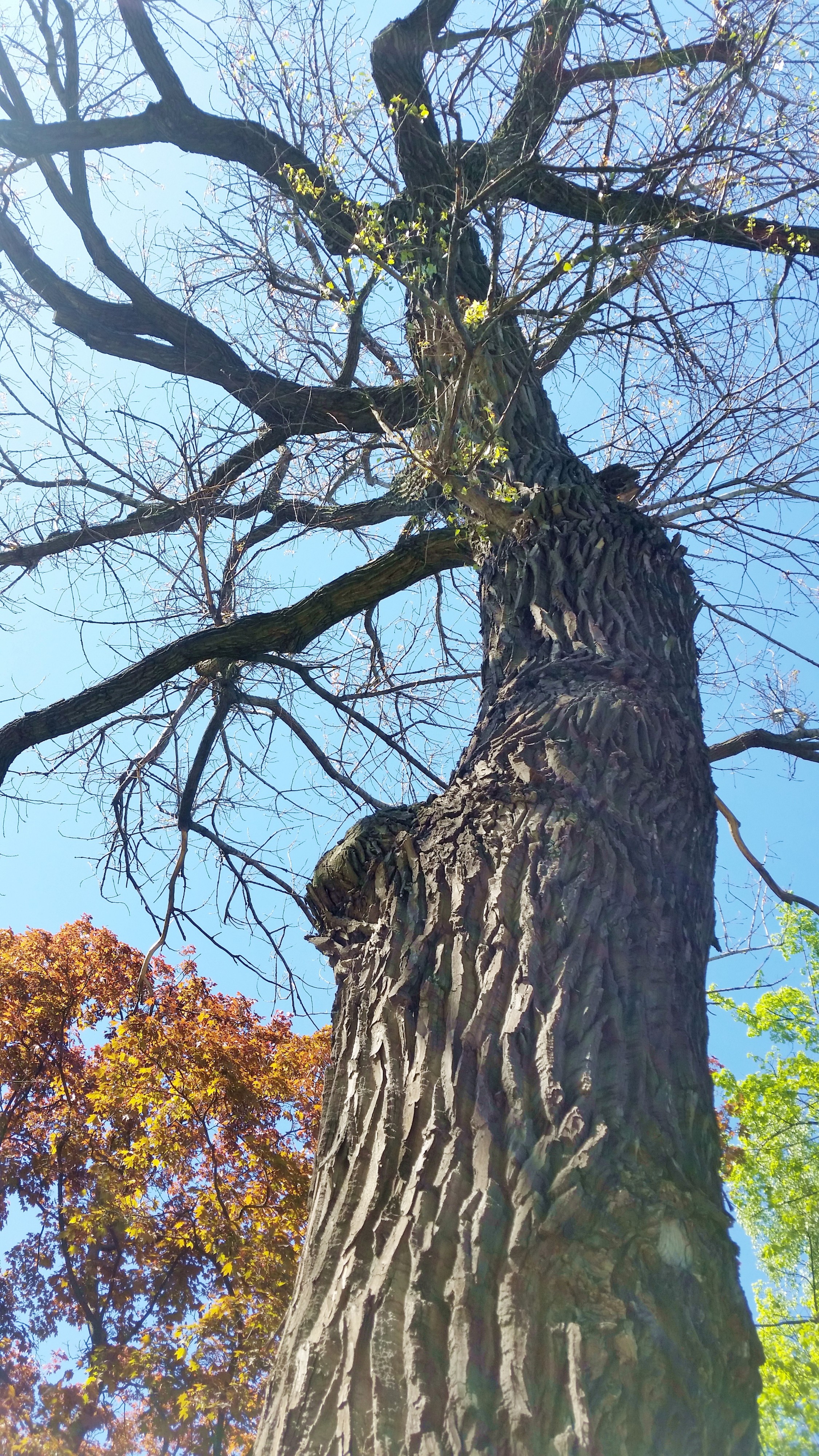 а вот оно - дерево!!!