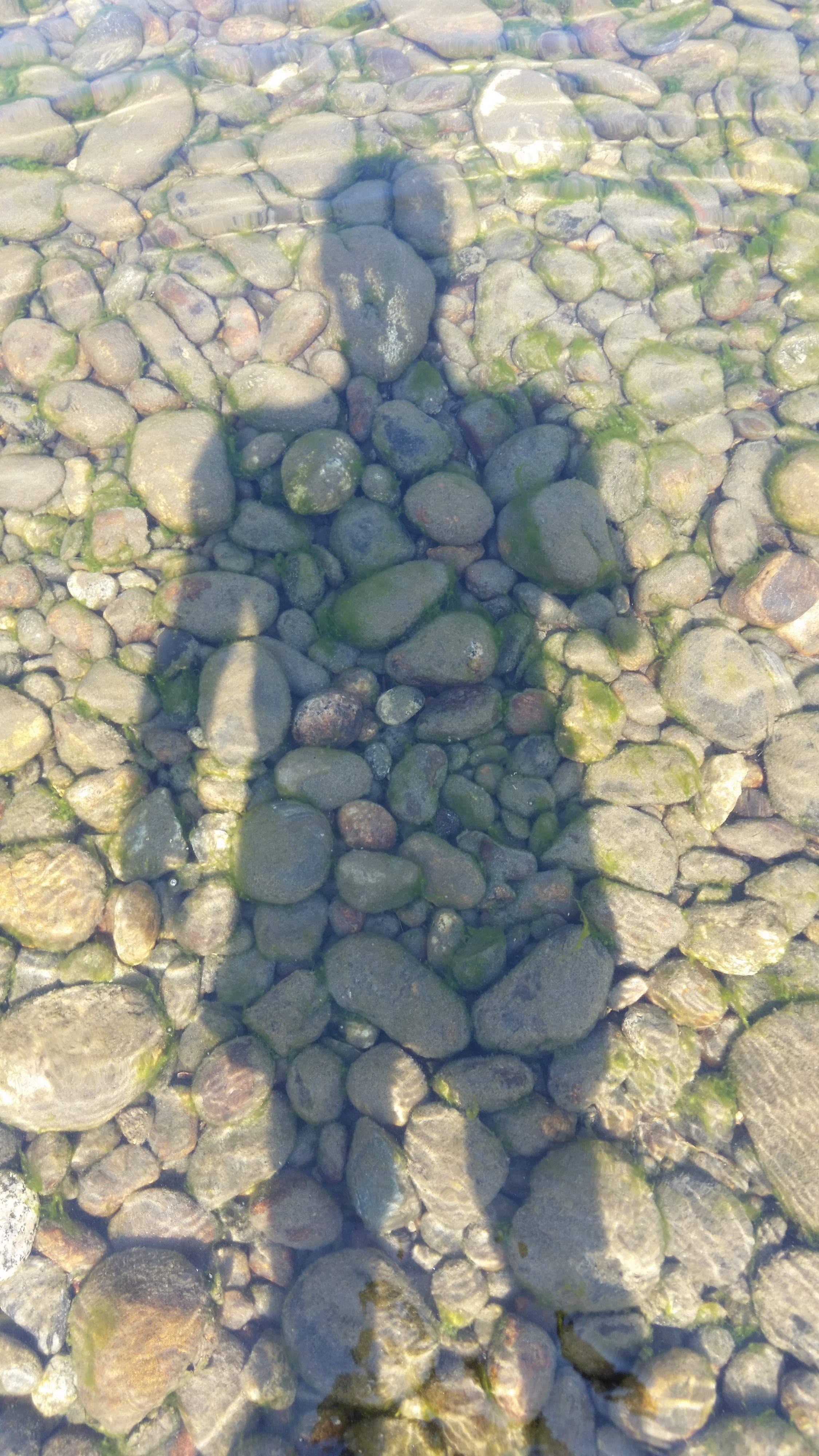 тень каменноводнолетняя сирёгина))))))