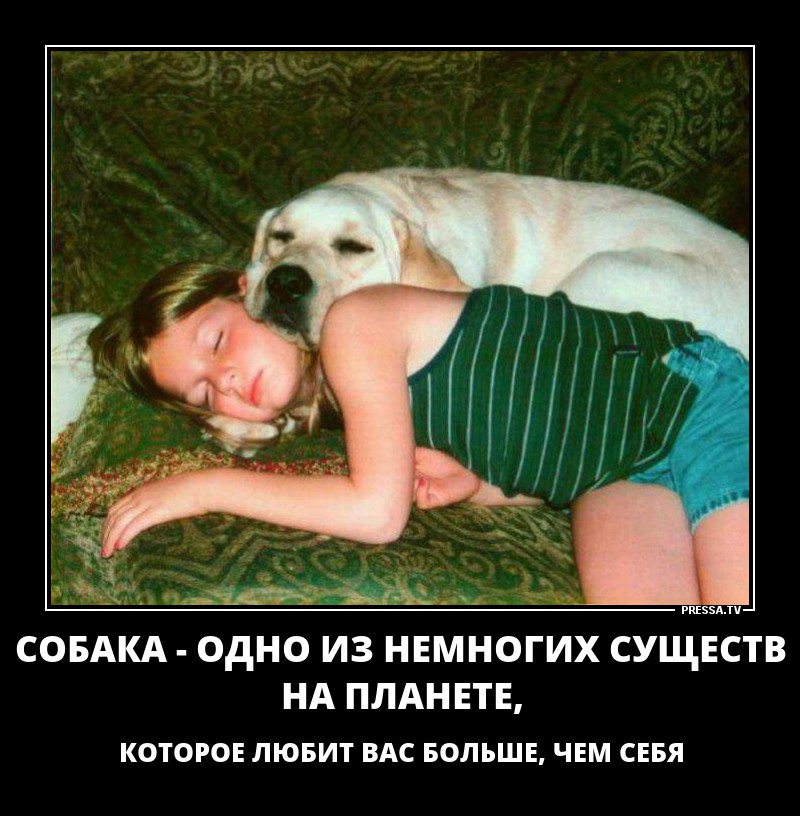 Собака
