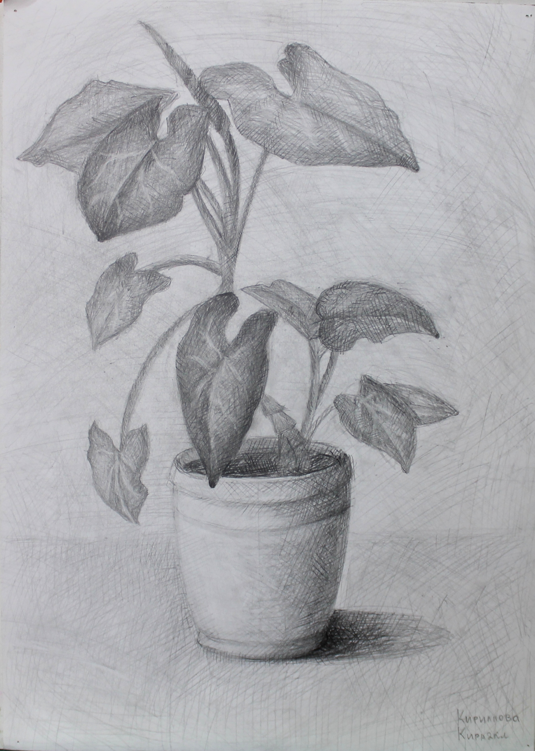 Кириллова Кира