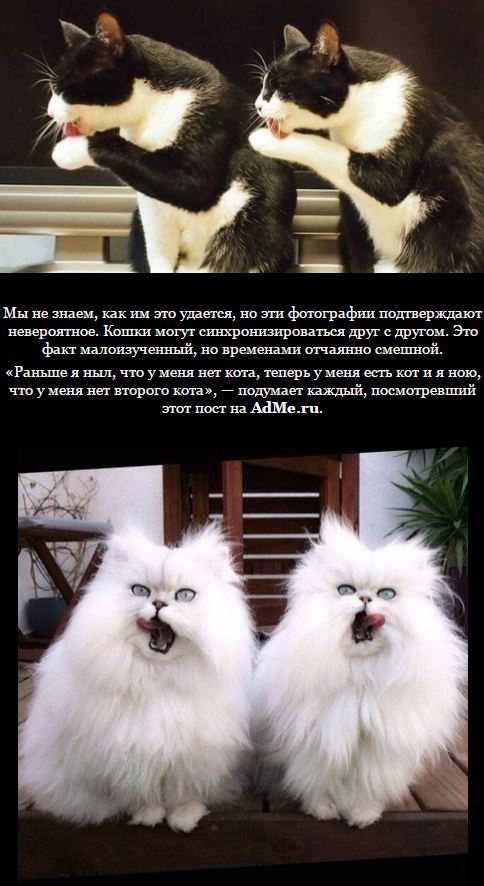 Синхронность