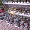 кактусята кактусята