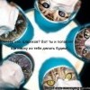 о котах