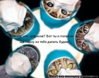 о котах
