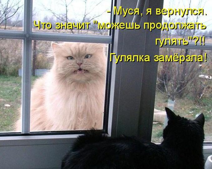 Гулянка замерзла