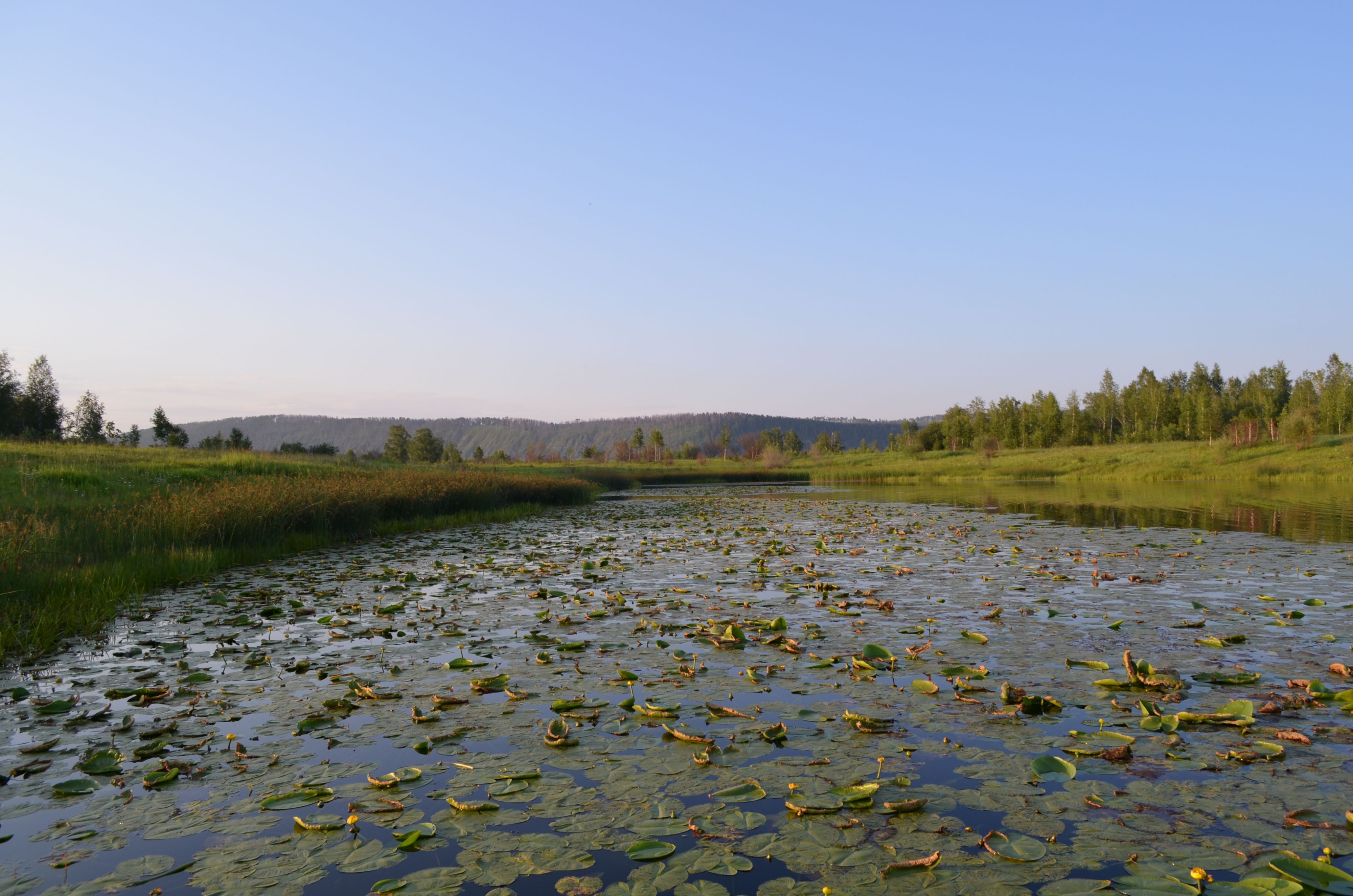 озеро с кувшинками .