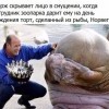 Смущение моржа