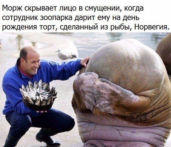 Смущение моржа