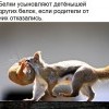 Белки Белки