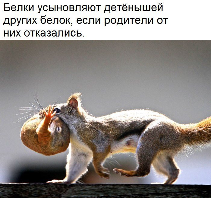 Белки