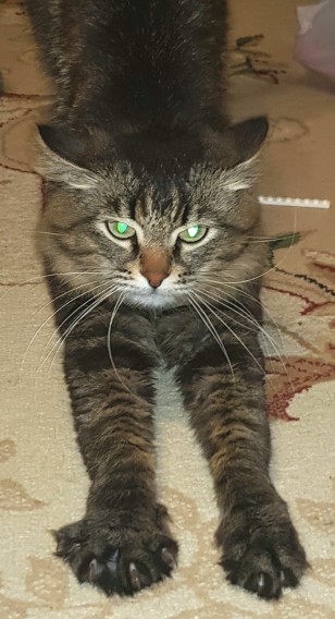 субботний кот))))))