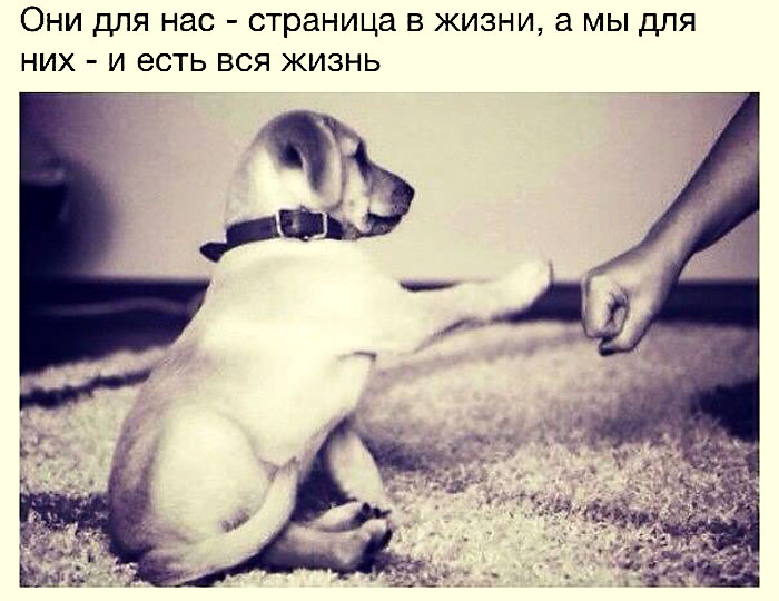 Страница жизни