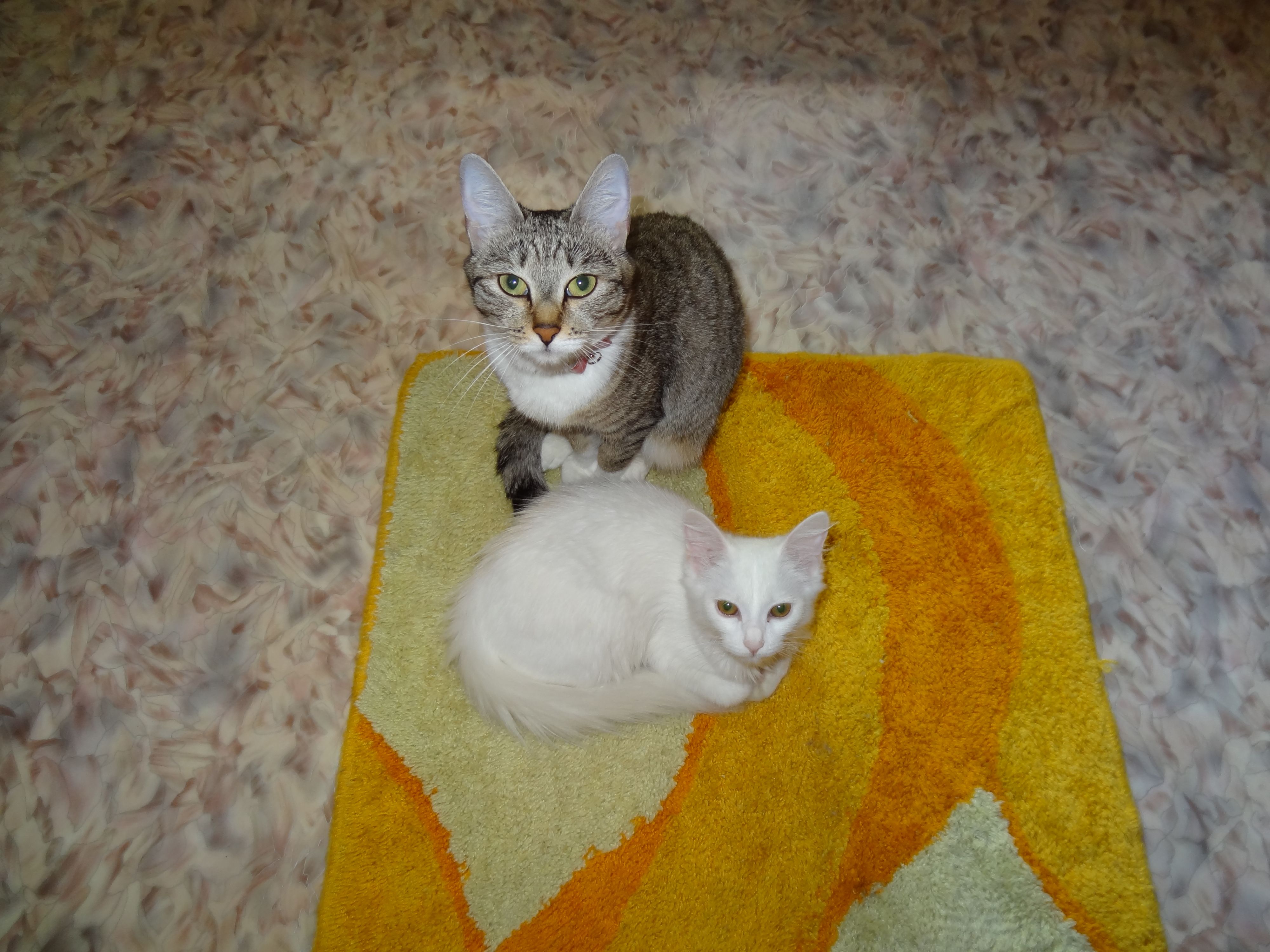 мои девочки