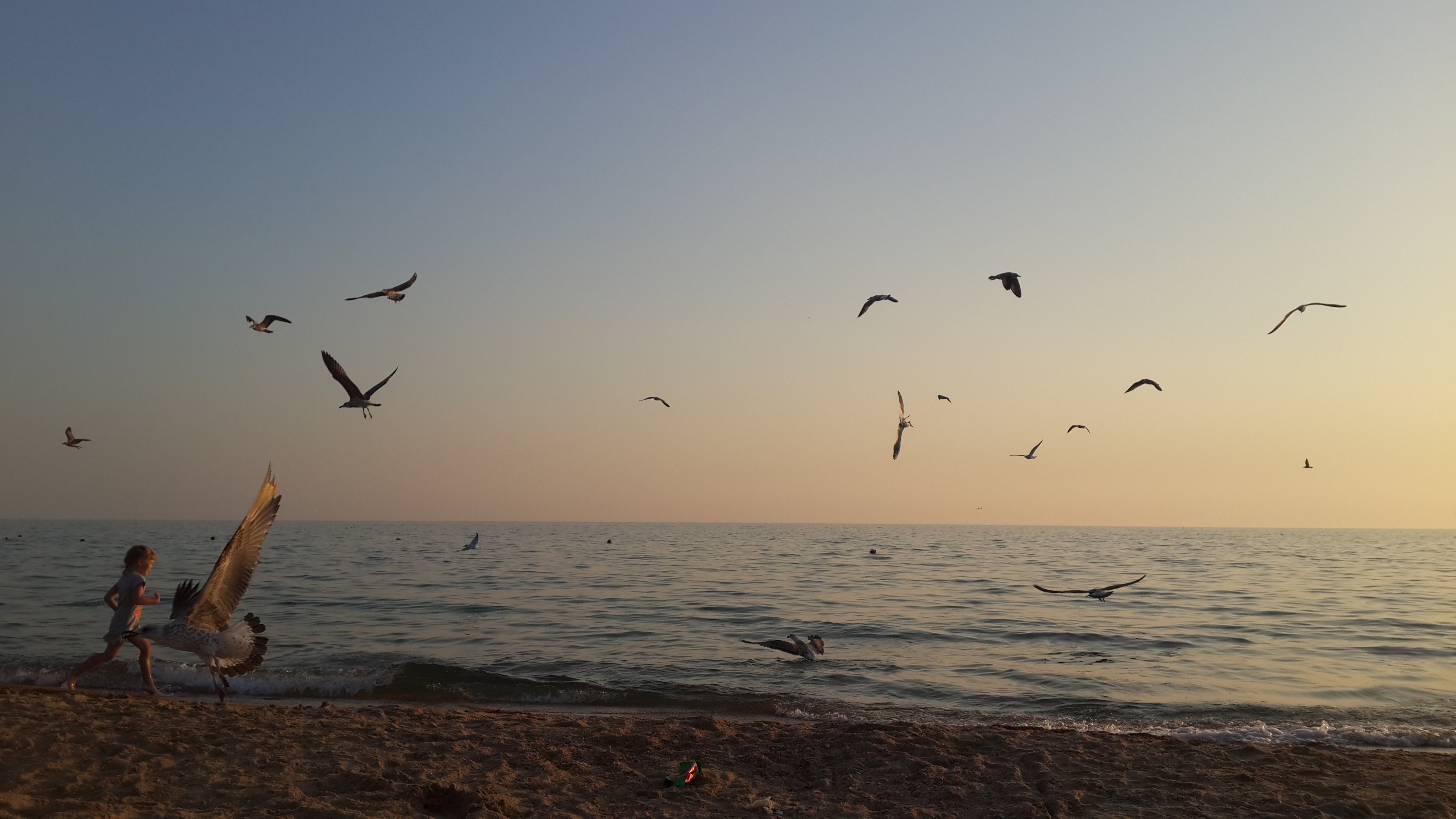 Чайки черноморские