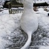 Снежный кот не доставит хлопот
