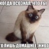 Домашнее животное Домашнее животное
