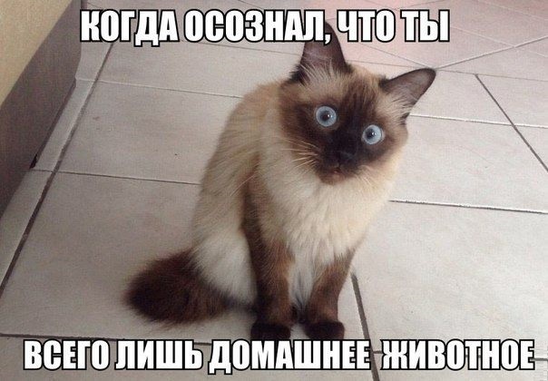 Домашнее животное