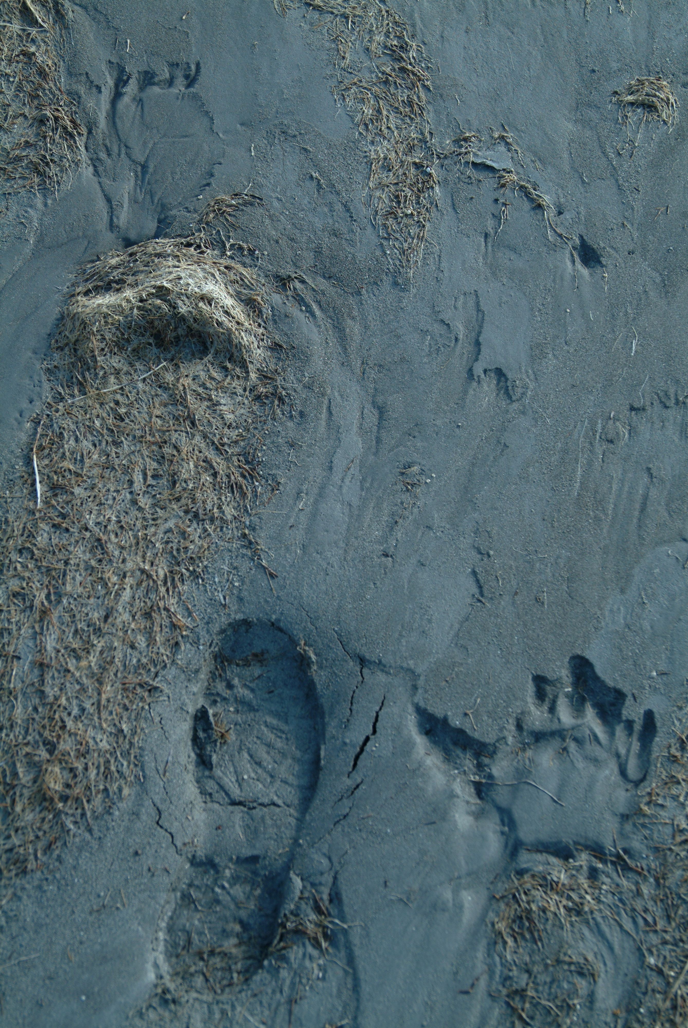 Там на неведомых дорожках следы невиданных зверей