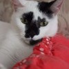 Кошкин дом Кошкин дом