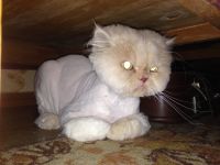 Cегодня перса подстригли, наверное никогда не простит...