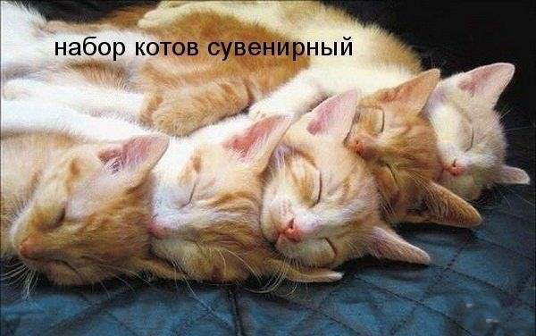 Набор котов