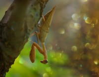 богомол))))) богомол)))))