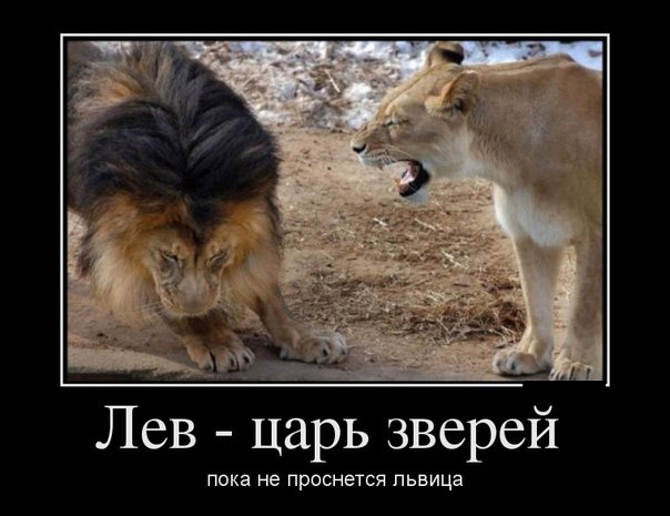 Лев царь зверей