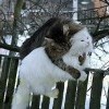 GetImage