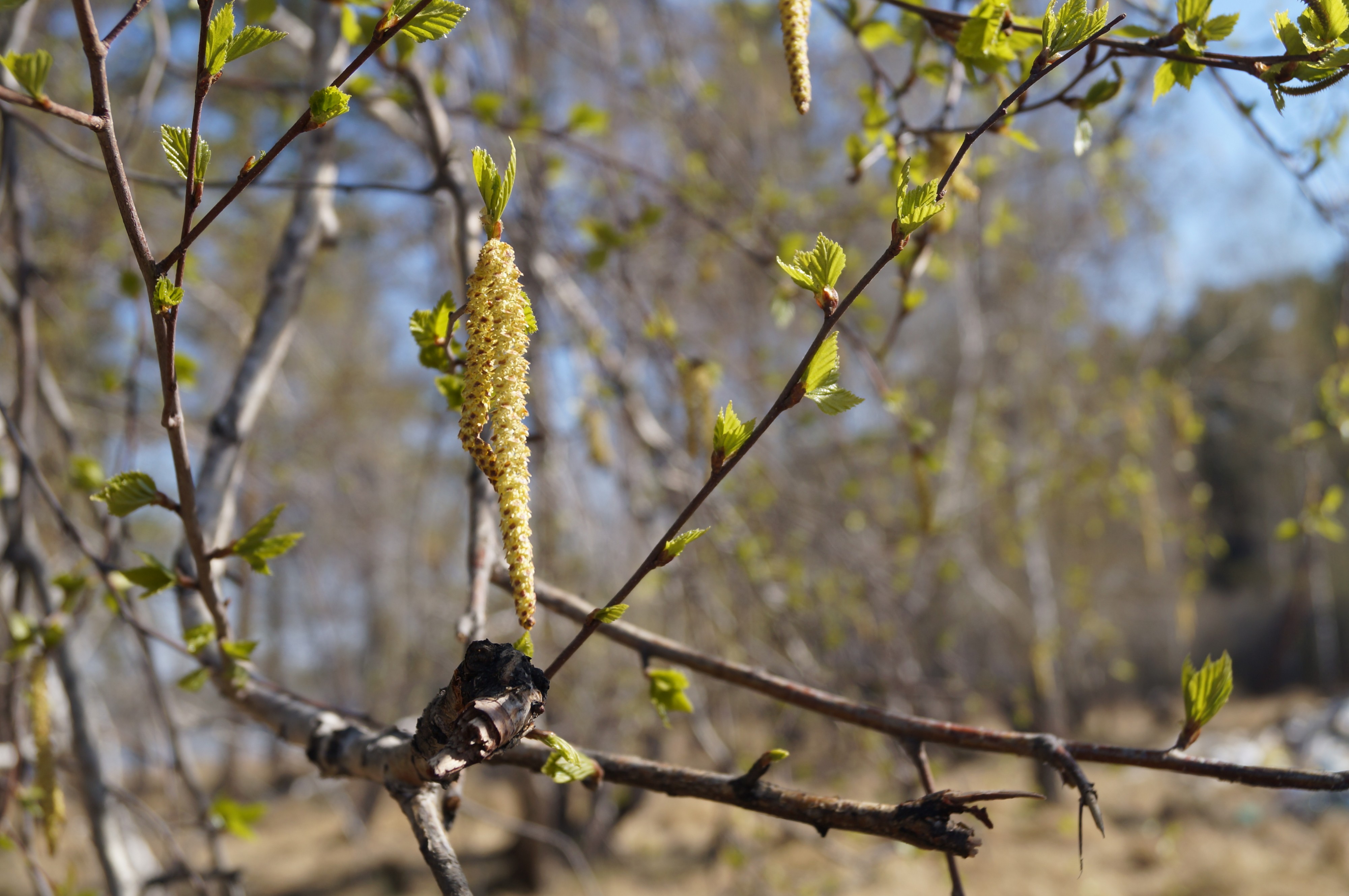 Берёза цветёт