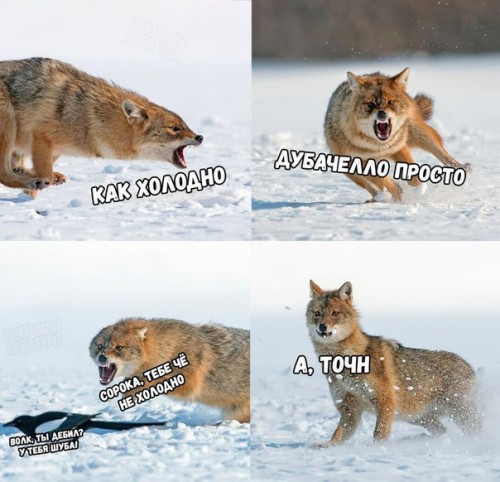 волк ты чо)))))) волк ты чо))))))