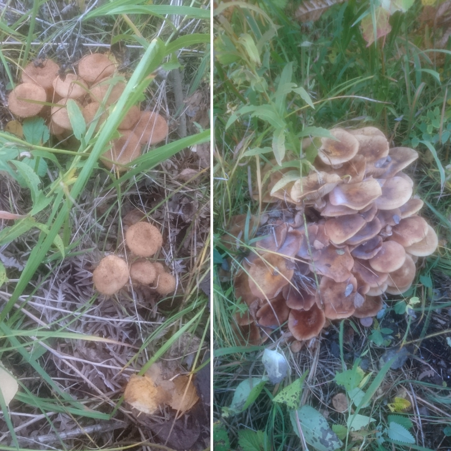 За грибами, дубль два