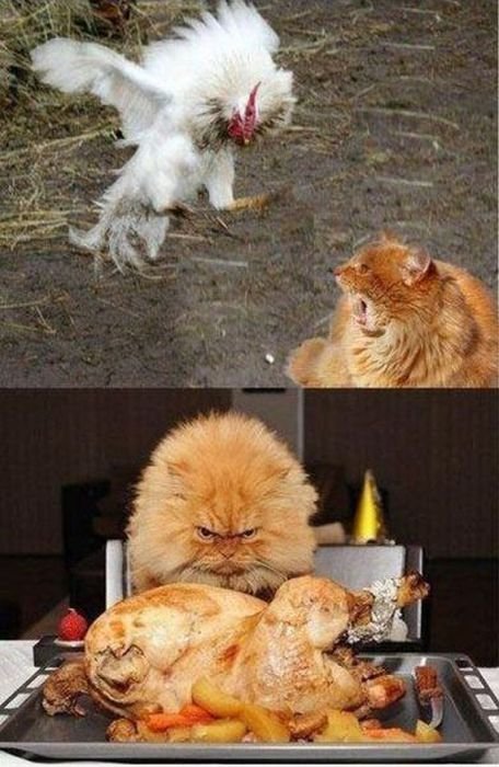 котэ зол