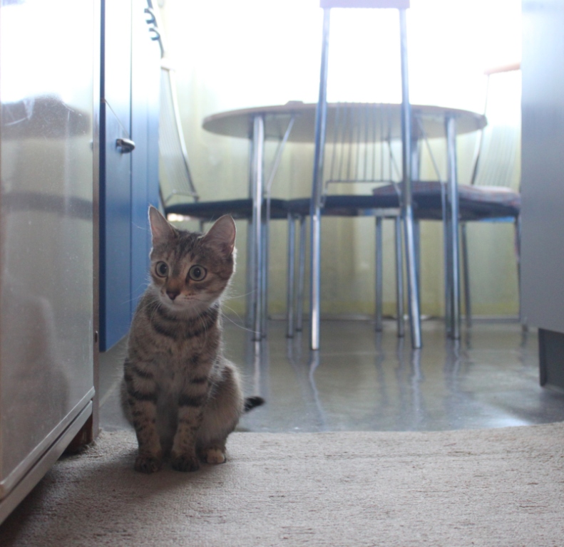 Неужели мышь? Не может быть!