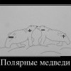 Полярные медведи
