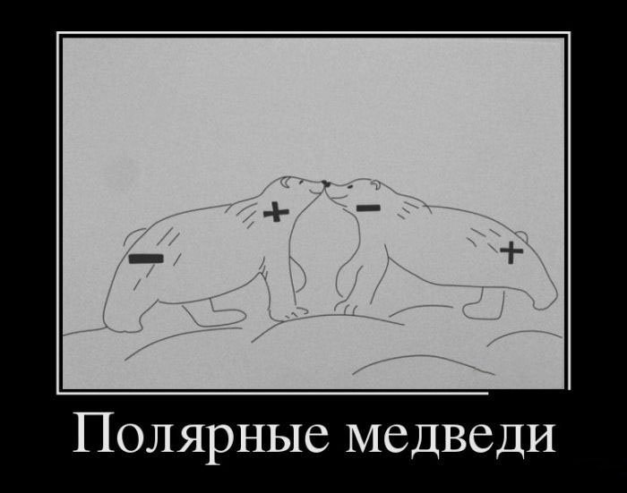Полярные медведи