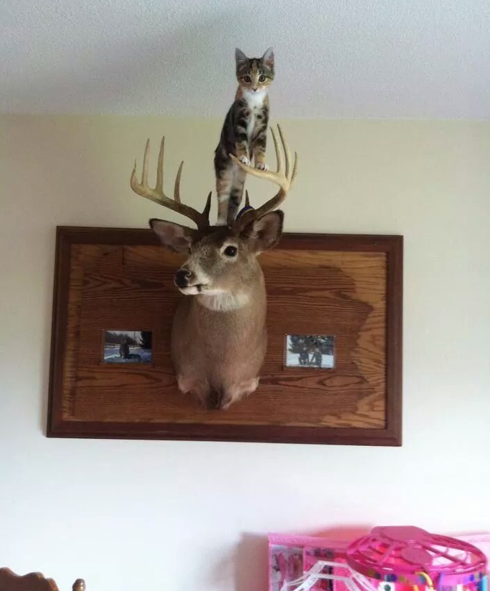 Котик с трофеем