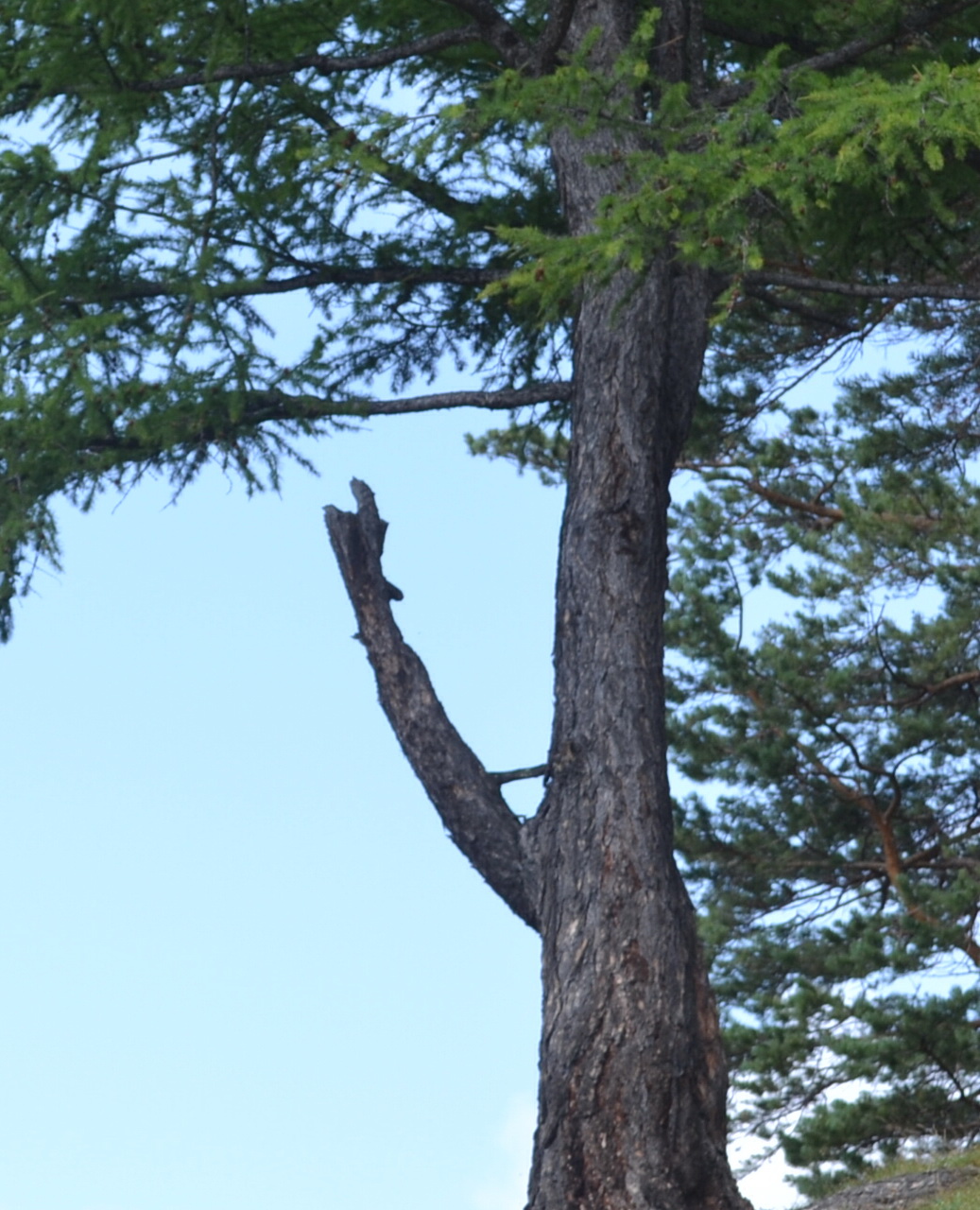 дериво-маниаг))))))